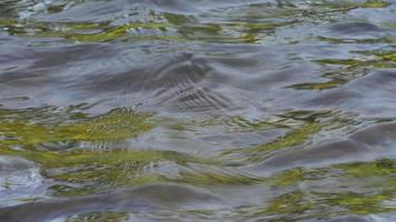 Bewegung von das Wasser Oberfläche ist wellig mit Turbulenz. zum Natur Hintergrund. video