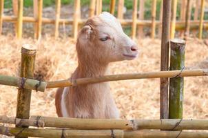 goats in farm,Baby goat in a farm photo