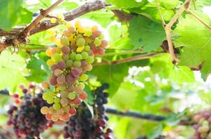 Bunches of wine grapes hanging on the vine with green leaves  in garden photo