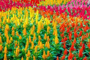 vistoso celosia flor en el jardin.hermoso floral antecedentes foto