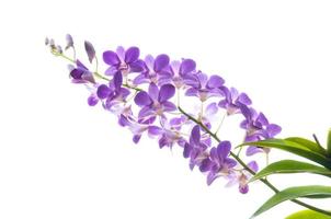 Beautiful purple orchid flowers branch isolated on white background photo