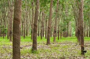 Row of para rubber plantation in South of Thailand,rubber trees photo