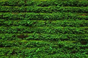 textura de antiguo Roca borde pared cubierto verde musgo, para verde naturaleza antecedentes foto