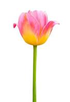 Flower pink  beautiful tulips isolated on white photo