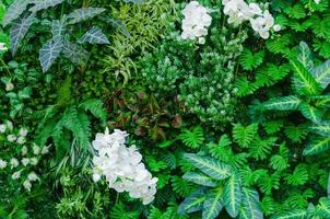 Tropical jungle as  with rich green plants as ferns and palm tree leaves for background photo