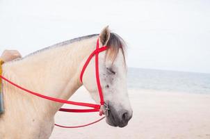 portrait of horse beautiful arabian white colt on the sea background,White horse on beach, Thailand photo