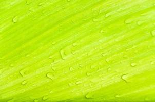 Dew drops on green leaves,Green leaf texture for background photo