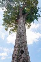 Ancient big tree against blue sky photo