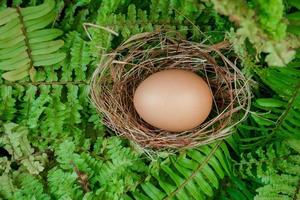 un nido con uno huevo en un ramas foto