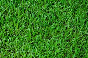 Football field green grass pattern texture background,texture grass for background photo