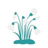 snowdrop flowers bouquet vector