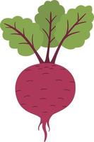 Fresh beet with leaf. Natural Root. vector