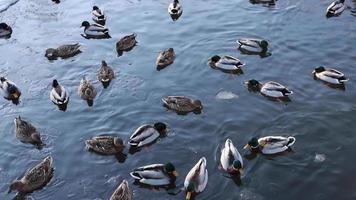 Wild ducks swimming in an ice hole in a winter pond. video