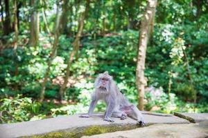 Portrait of adult monkey sitting in the forest. photo