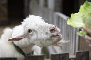 Goat on a rural farm close-up. A funny interested white goat without a horn peeks out from behind a wooden fence. The concept of farming and animal husbandry. Agriculture and dairy production. photo