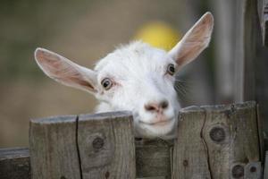 Goat on a rural farm close-up. A funny interested white goat without a horn peeks out from behind a wooden fence. The concept of farming and animal husbandry. Agriculture and dairy production. photo