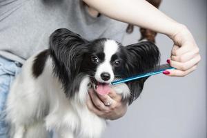 profesional perro cuidado. Papillon cardado. foto