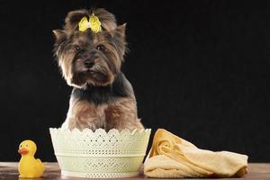 Cute dog is ready for bathing. Yorkshire terrier in a basket with a polotsen and a rubber duck. Dog care concept. photo