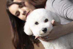 A beautiful young woman is holding her bichon puppy. Love between owner and dog. The girl is playing with the dog. photo