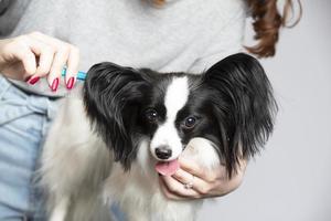 Professional dog care. Papillon combed. photo