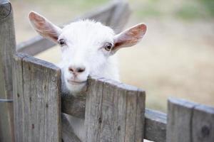 Goat on a rural farm close-up. A funny interested white goat without a horn peeks out from behind a wooden fence. The concept of farming and animal husbandry. Agriculture and dairy production. photo