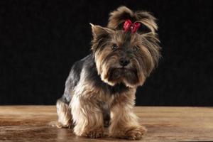 Yorkie terrier in the studio on a black background. Charming dog with a beautiful pedigree coat and a red bow. photo