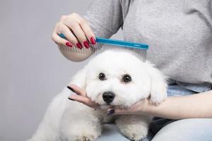 The dog is sheared in the salon to care for the surfaces of animals. Close-up of a bichon dog with a comb. Groomer concept. photo