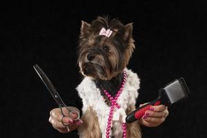 profesional perro cuidado en un especializado salón. peluqueros sostener herramientas en su manos en un negro antecedentes. Yorkshire terrier en el antecedentes de un aseo herramienta. foto