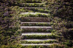 Abandoned staircase overgrown with flowers. photo