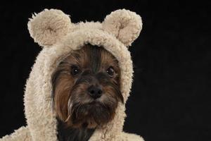Muzzle Yorkshire Terrier in beautiful clothes. Glamor fashionable dog in a fur coat and hat. photo