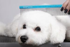 The dog is sheared in the salon to care for the surfaces of animals. Close-up of a bichon dog with a comb. Groomer concept. photo