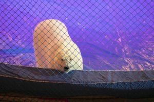 The polar bear in the circus looks from behind the net with sad eyes. photo