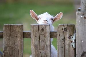 Goat on a rural farm close-up. A funny interested white goat without a horn peeks out from behind a wooden fence. The concept of farming and animal husbandry. Agriculture and dairy production. photo