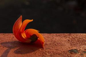 Butea monosperma on orange wall against blurred and dark background. photo