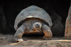 Large tortoise at the zoo photo