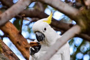 cacatúa de cresta amarilla foto