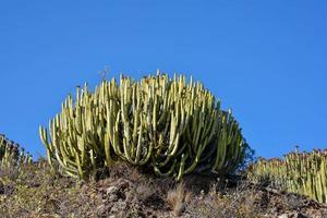 Green cacti plant photo