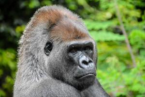 Gorilla at the zoo photo