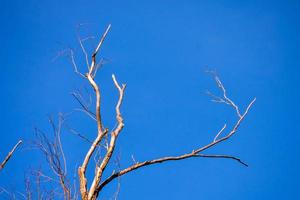 estéril árbol ramas foto