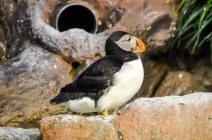 Puffin on the rock photo