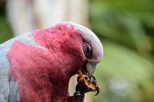 Colorful red bird photo