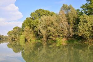 Trees on the shore photo