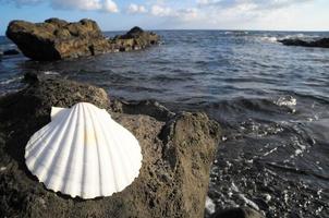 Shell on the shore photo
