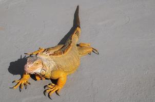 Green iguana basking photo