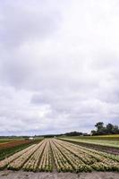 Field of crops photo