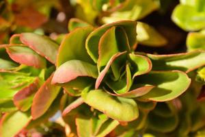 Flourishing plants and greenery photo