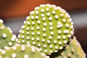 Flourishing cacti plant photo