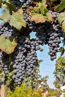 Grapes on the vine photo