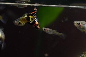 Colorful Betta Fish photo