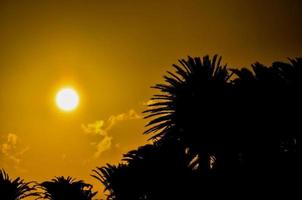 Sunset over the palm trees photo